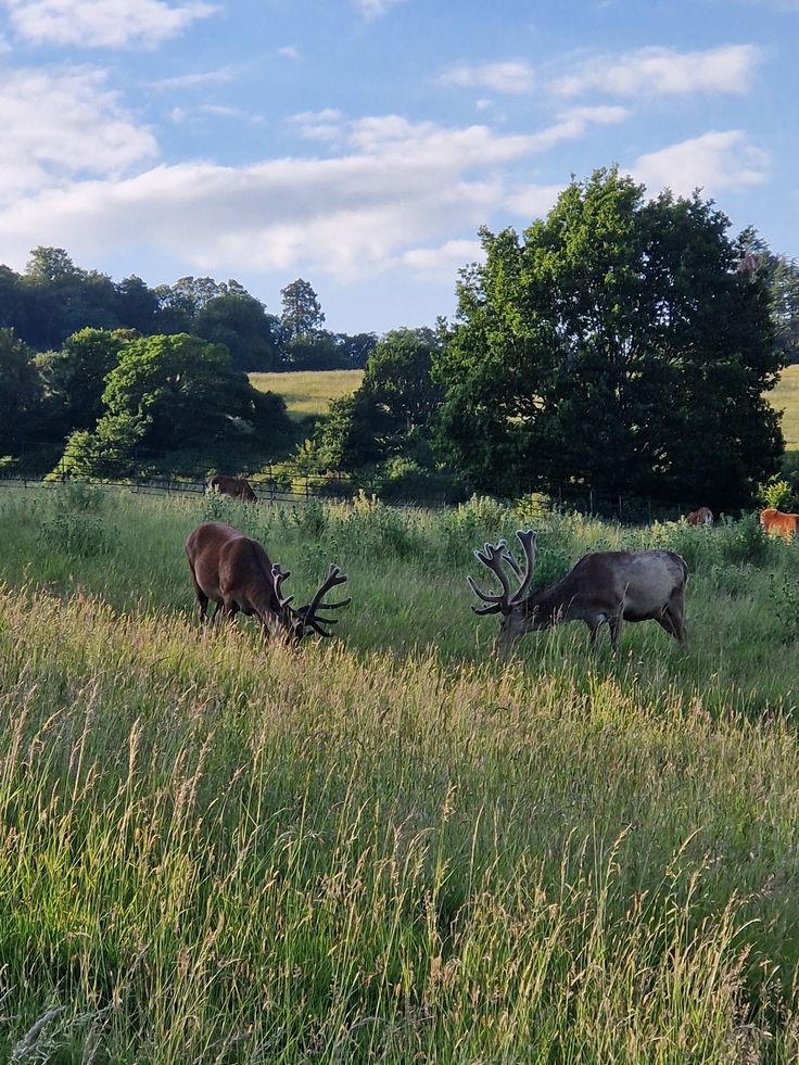 Bristol Tourism: Red Deer Park