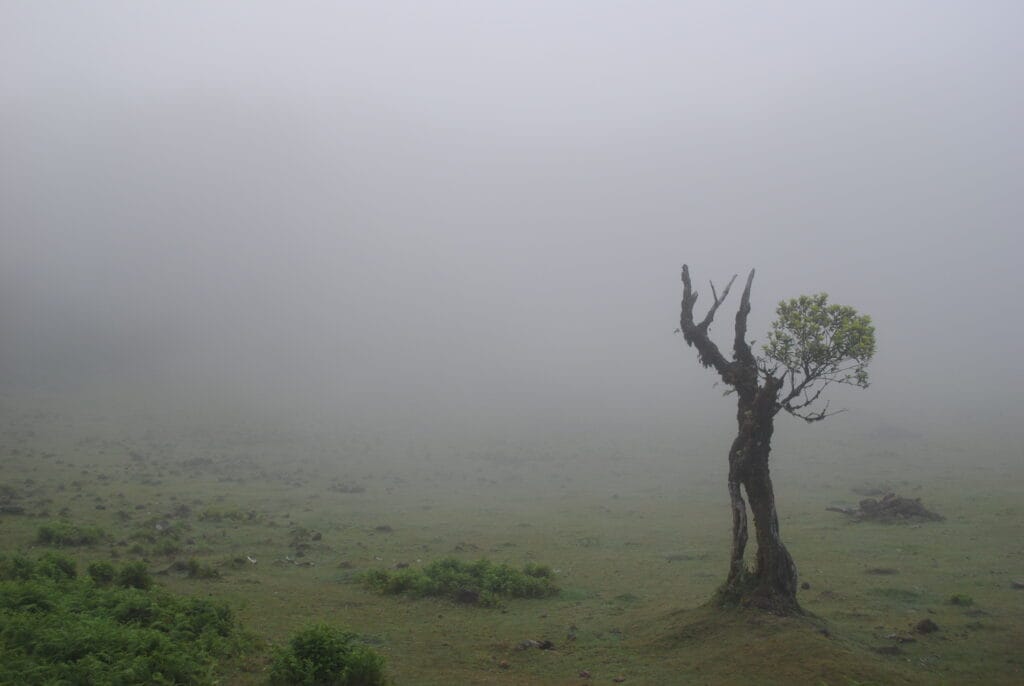 Madeira 5 Day Hiking Itinerary: Fanal Forest