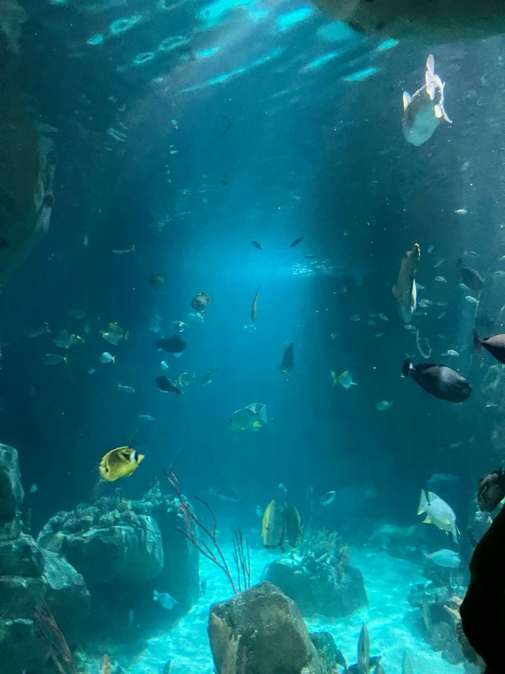 Things To Do in Plymouth: National Marine Aquarium
